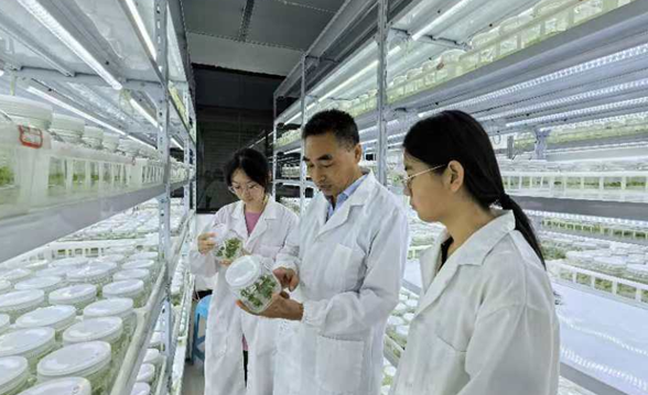 农业科技追梦人陈贵虎：培育重庆铜梁人自己的农业“芯片”