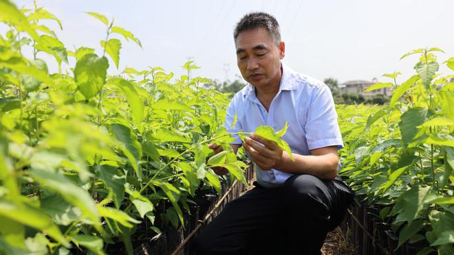 一个人的科研梦 助力家乡果木产业发展